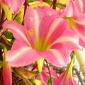 Hippeastrum - Amaryllis