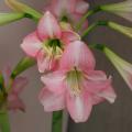 Single-flowering Amaryllis