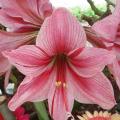 Small-flower Amaryllis