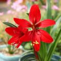 Amaryllis and Crinums