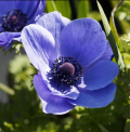 Coronaria Anemones - De Caen Anemones