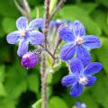 Anchusa