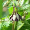 Botanical Aquilegia