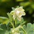 Dwarf Aquilegia