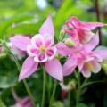 Pink Aquilegia