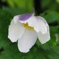 Two-tone Japanese Anemones