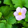 Dwarf Japanese Anemones