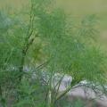 Organic Dill