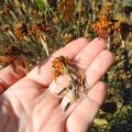 Flower seeds