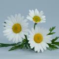 Daisy-type annuals