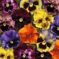 Spring-flowering annuals