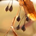 Tree seeds