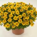 Yellow annuals