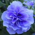 Blue annuals