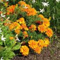 Orange annuals