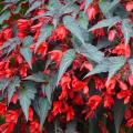 Shade-loving annuals