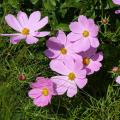 Pastel shade annuals