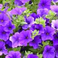Purple annuals