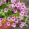 Annuals