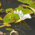 Aquatic Plants for Shade