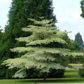 Tiered shrubs and trees