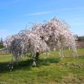 Weeping trees and shrubs