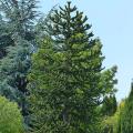 Evergreen trees