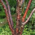 Trees with decorative bark