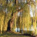 Shrubs and Shade Trees