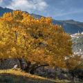 Cold- and drought-resistant trees