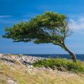 Wind-resistant trees