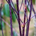 Decoratively-wooded shrubs