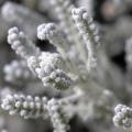 Silver-grey foliage shrubs