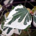 Variegated foliage shrubs