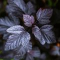 Dark purple or black foliage shrubs