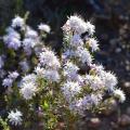 White flowering shrubs