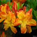 Orange flowering shrubs