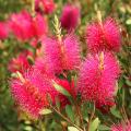 Pink flowering shrubs