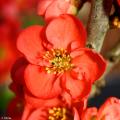 Red flowering shrubs