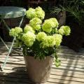 Green flowering shrubs