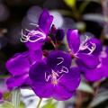 Purple flowering shrubs