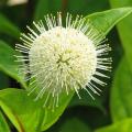 Late-flowering shrubs