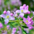 Summer-flowering shrubs