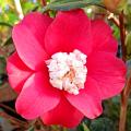 Winter-flowering shrubs