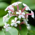 Spring-flowering shrubs