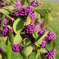 Ornamental fruit shrubs