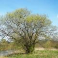 Fast-growing trees