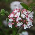 Fragrant shrubs