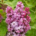 Fragrant Spring Bushes