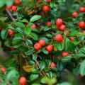 Fast-growing evergreen shrubs